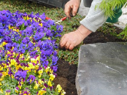 Gärtnerei Diekmeyer in Bremen Blumen und Pflanzen