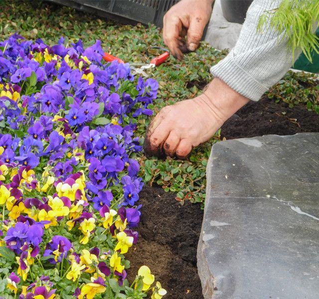 Gärtnerei Diekmeyer in Bremen Blumen und Pflanzen